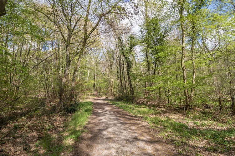 Rundweg vom Bois des Pommes zum Teich Sonntag in Mionnay