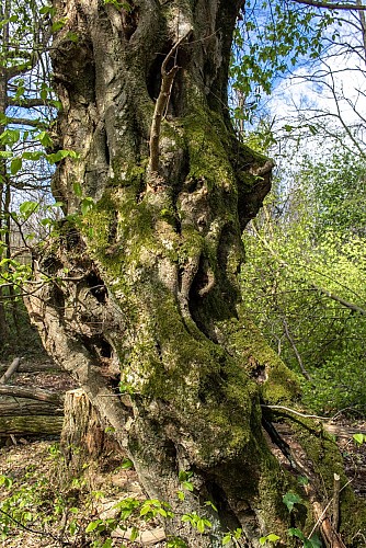 Rundweg vom Bois des Pommes zum Teich Sonntag in Mionnay