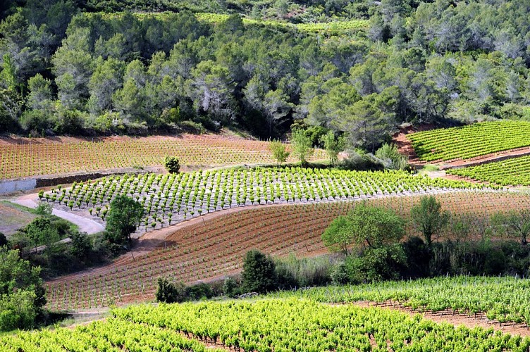 TOUR EN SAINT-CHINIAN - GR® DE PAYS MINERVOIS, SAINT-CHINIAN, FAUGÈRES