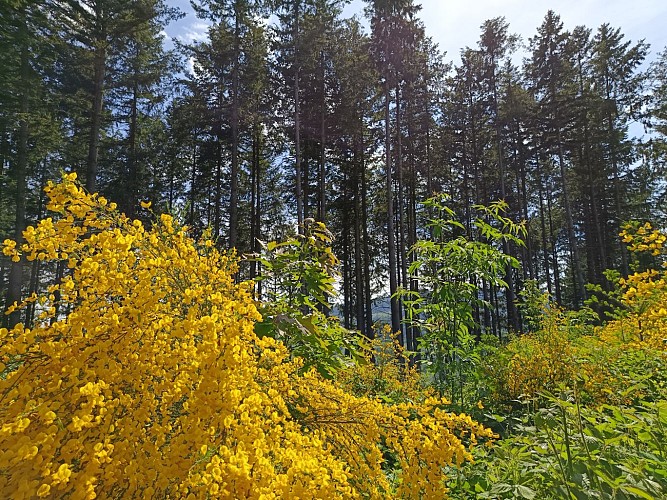 De l’Aze à l’Ergues - Beaujolais Vert - Claveisolles_Claveisolles