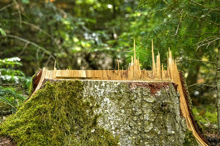 The forest of Brou - Beaujolais - Dième