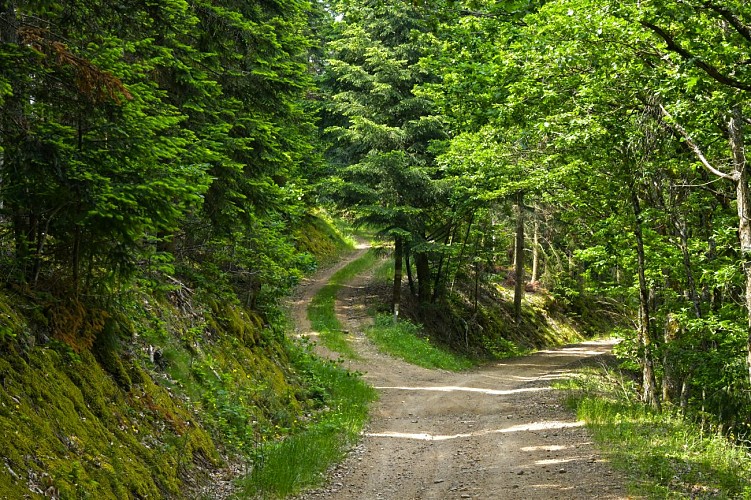 The forest of Brou - Beaujolais - Dième_Dième