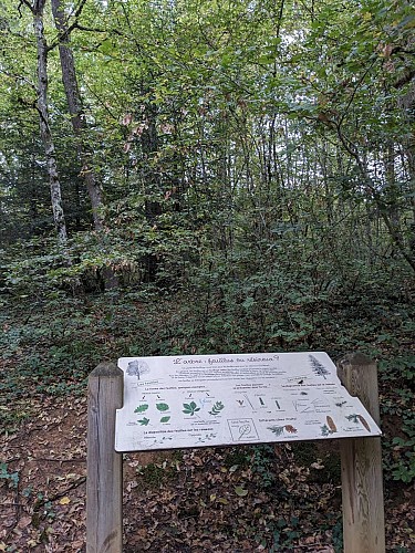 The forest of Flachère - Beaujolais - Légny