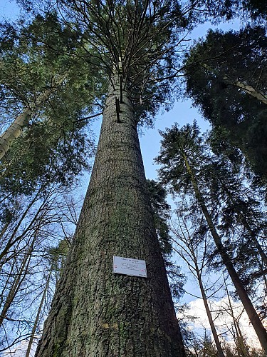 Bouillon 2022 hiver prom8 Arboretum AV (43)