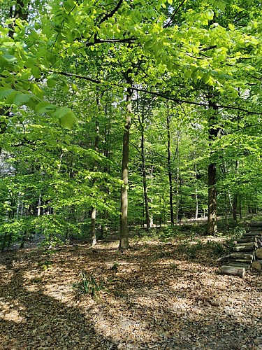 Promenade 4 dans les bois 1