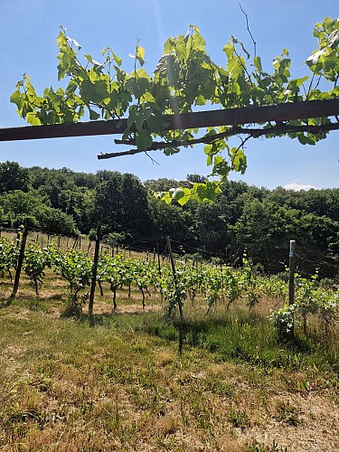 Clos Saint-Roch