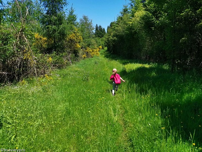 Immersion dans la nature