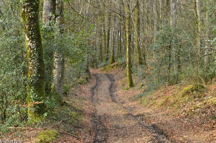 Circuit pédestre N°58 : "L'Or des Gaulois"