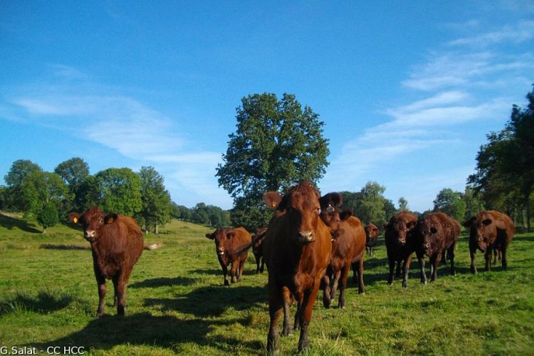 Au cœur du Pays Vert