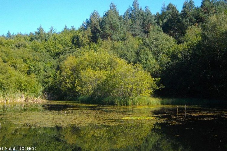 Exploring the forest
