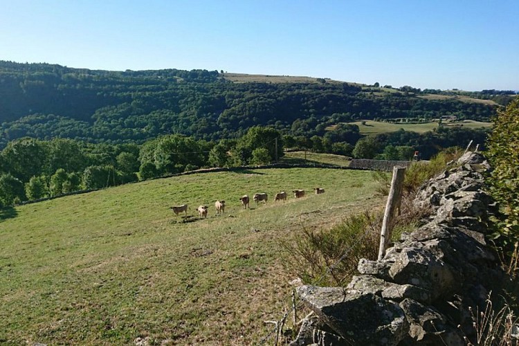 Des aubracs en estive