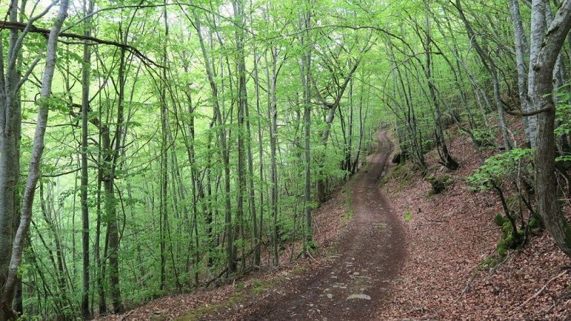 Un cheminement ombragé en forêt