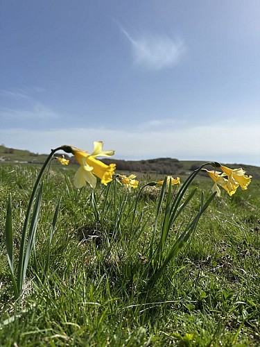Jonquilles près de la cascade du Saltou.
