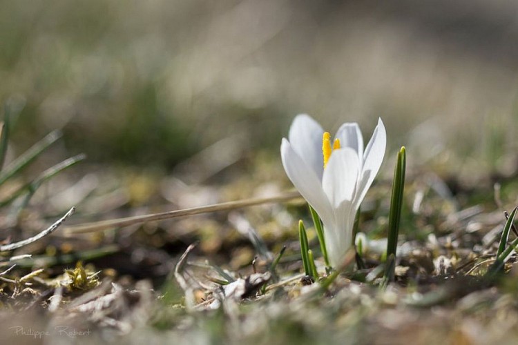 Fleur vallée du lot