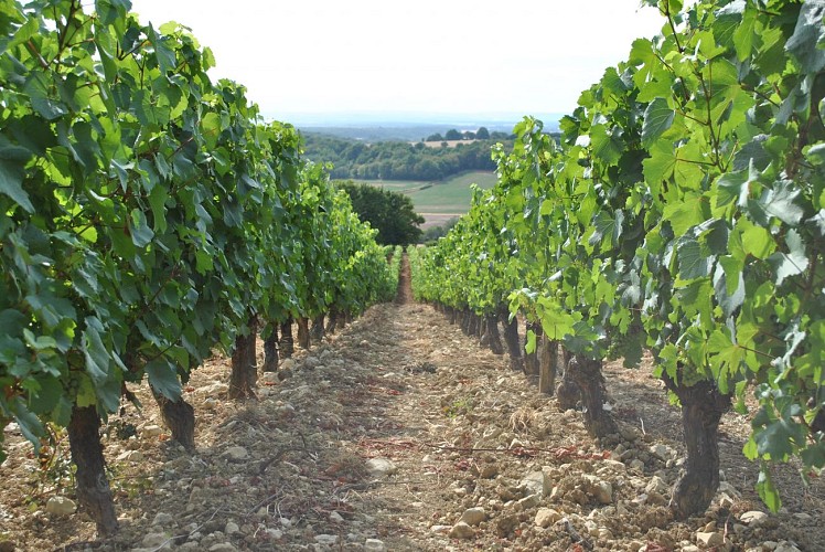 vignoble la charite 