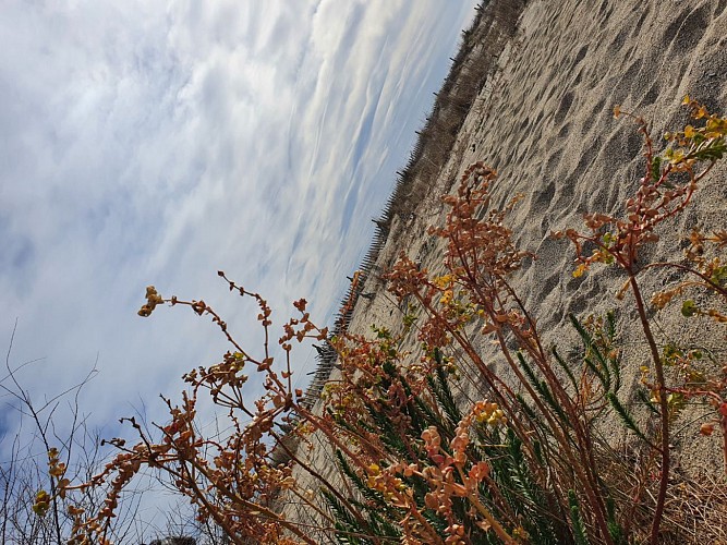 Visite thématique autour de l'eau  sur le fleuve du Tech dans les Pyrénées-Orientales