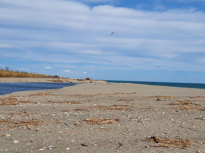 Visite thématique autour de l'eau  sur le fleuve du Tech dans les Pyrénées-Orientales