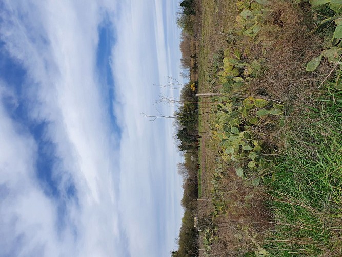 Visite thématique autour de l'eau  sur le fleuve du Tech dans les Pyrénées-Orientales
