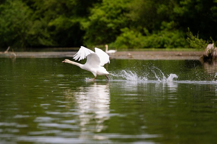 Circuit de l'Observatoire aux oiseaux