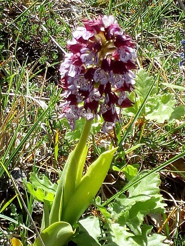 Autour de Mauvezin de Sainte Croix Parcours marche Mauvezinde