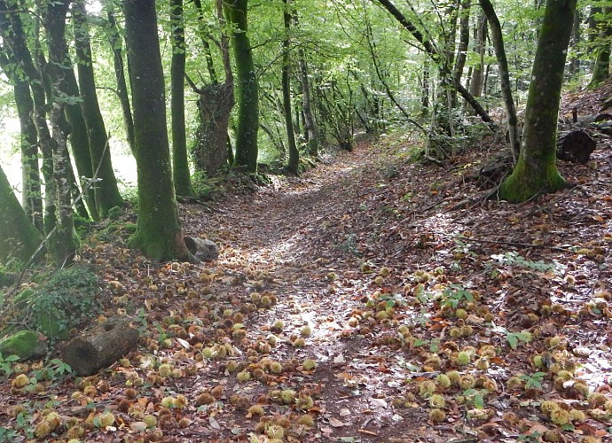 Popinettes Trail, Questembert