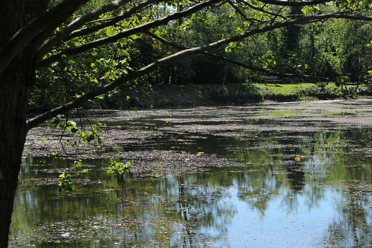 Rundgang von der mittelalterlichen Stadt zum Arboretum in Châtillon-sur-Chalaronne