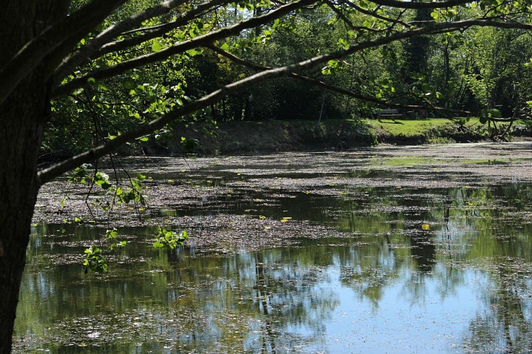 Passeio da cidade medieval ao Arboretum em Châtillon-sur-Chalaronne