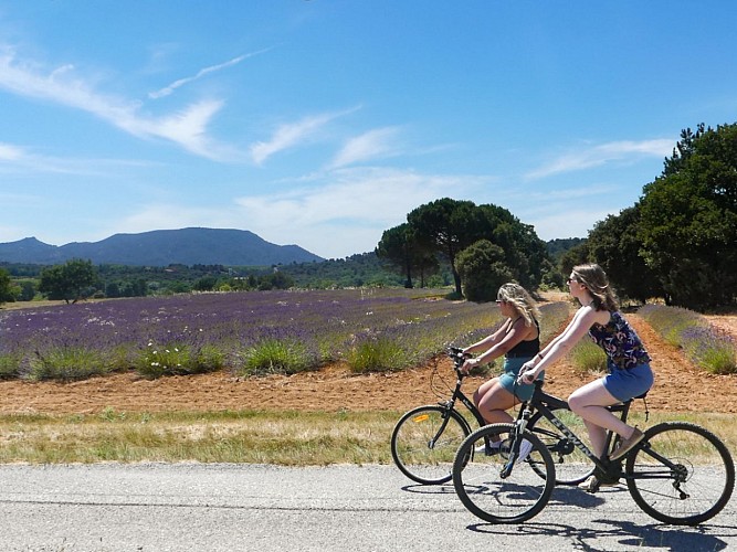 Rians, Vignes et lavandes à vélo