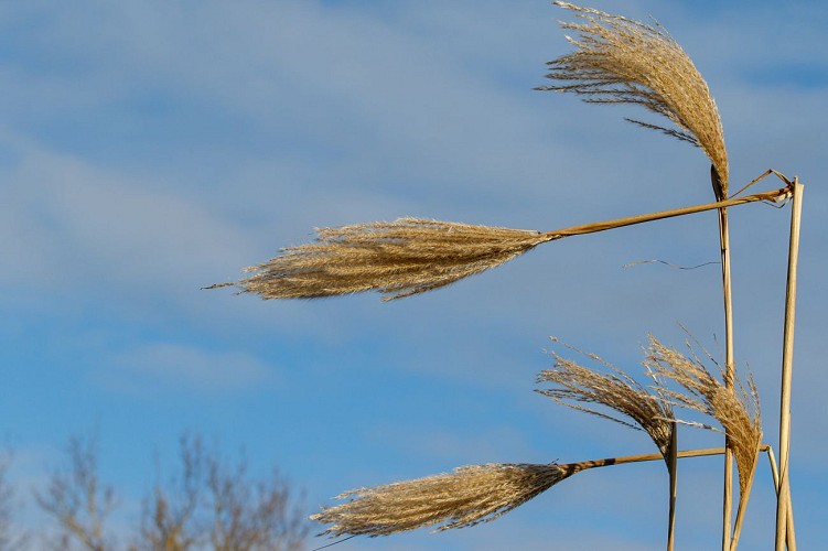 Rundgang der Mönche in Le Plantay