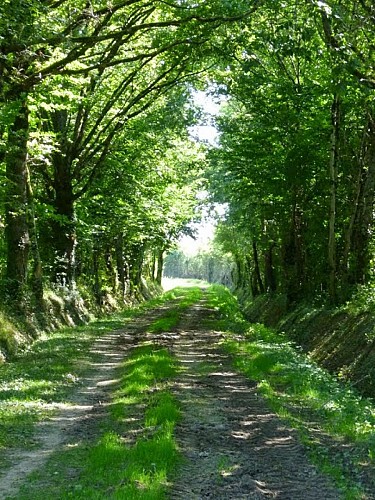 Paysage Vallée Noire