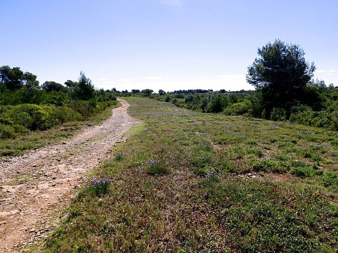 Parcours VTT Fleury : Circuit Les vinassanes au départ de l'Oustalet