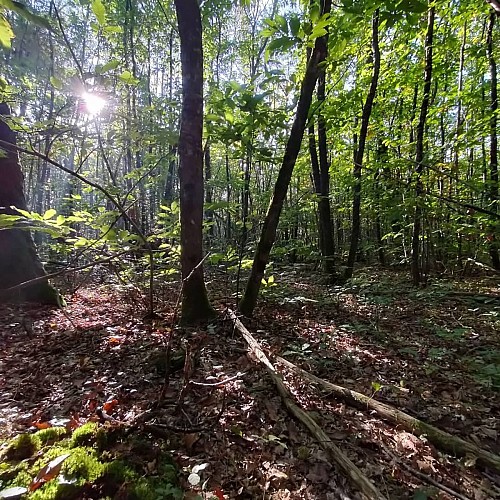 Forêt de l'Hermitain_Souvigné12