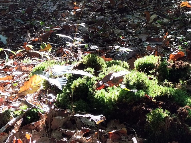 Forêt de l'Hermitain_Souvigné8