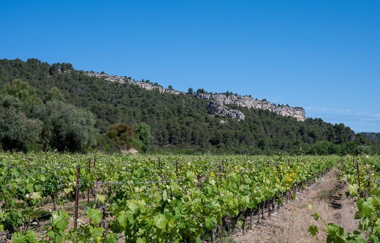 2 / Bize-Minervois : la sentinelle de la cesse