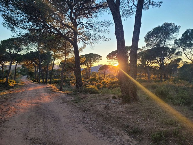 coucher sur la pinede