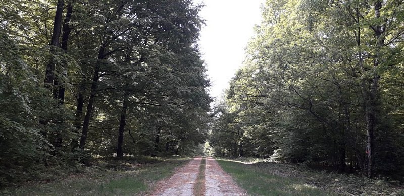 Route forestière