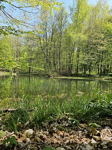 Etang de la Linette