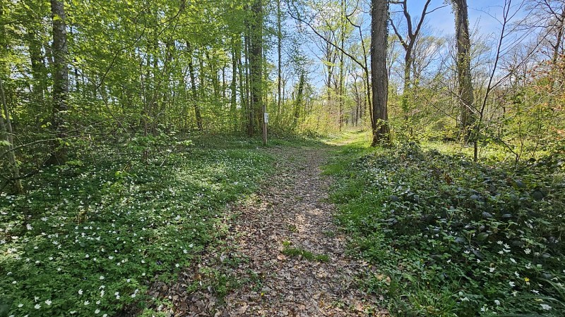 Sentier forestier