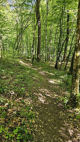 Sentier forestier