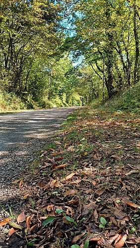 Rundweg zum Etang des Vavres in St André de Corcy