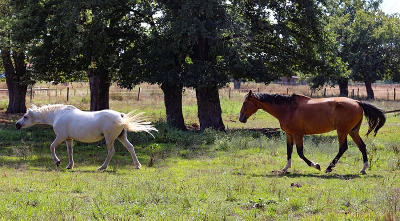 Trilha Etang des Vavres em St André de Corcy