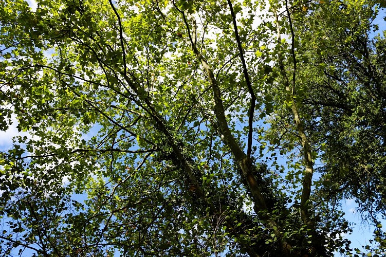 Trilha Etang des Vavres em St André de Corcy