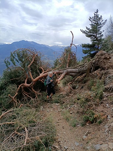 Arbre couché on se baisse !Les couleurs