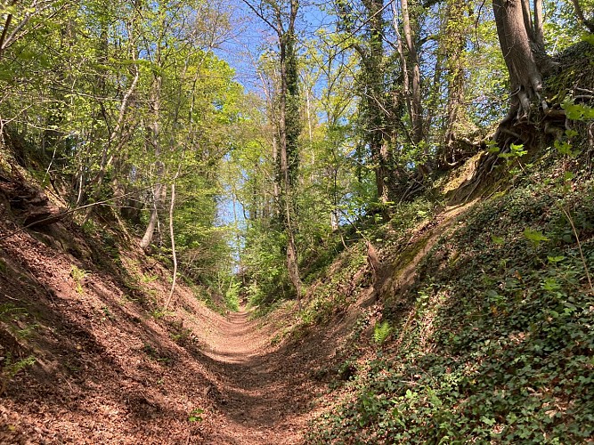 Du camp de Limauges jusqu'aux Alpagas