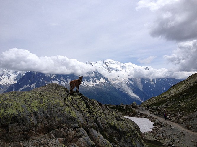 Hike to Lac Blanc from Col des Montets