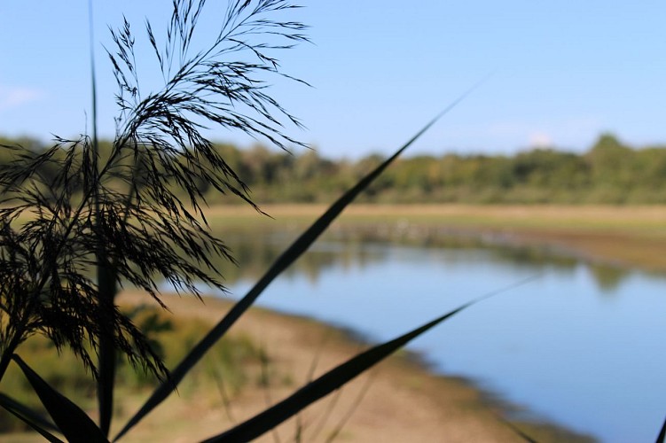 Rundweg zum Teich von Vernange in Monthieux