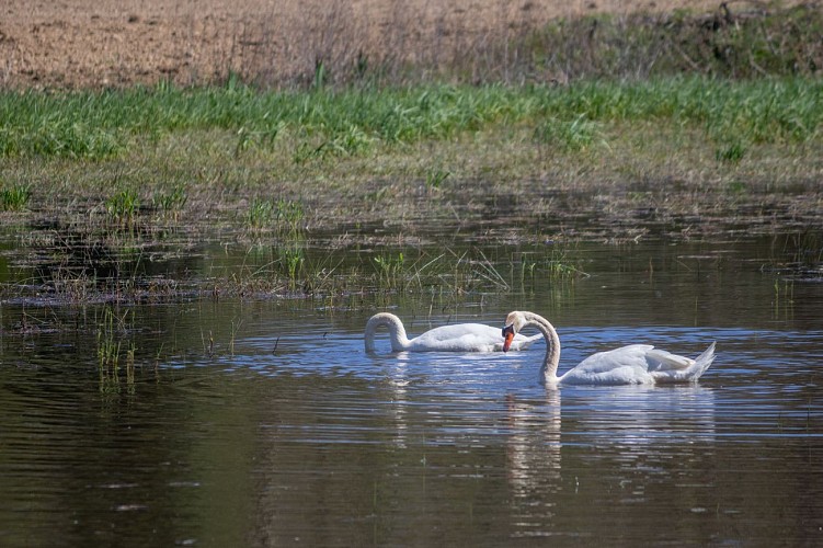 Rundweg zum Teich von Vernange in Monthieux