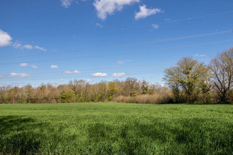 Rundweg zum Teich von Vernange in Monthieux