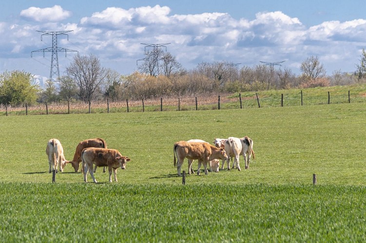 Sentiero dello stagno di Vernange a Monthieux