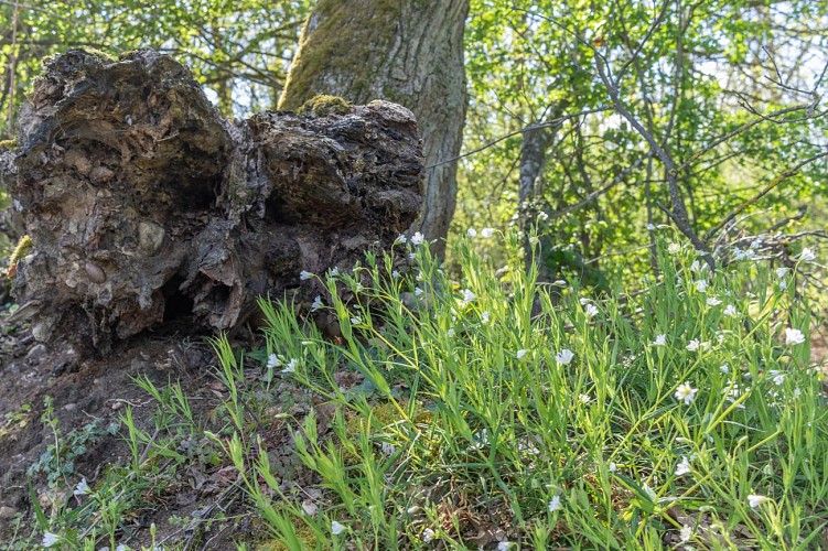 Sentiero dello stagno di Vernange a Monthieux